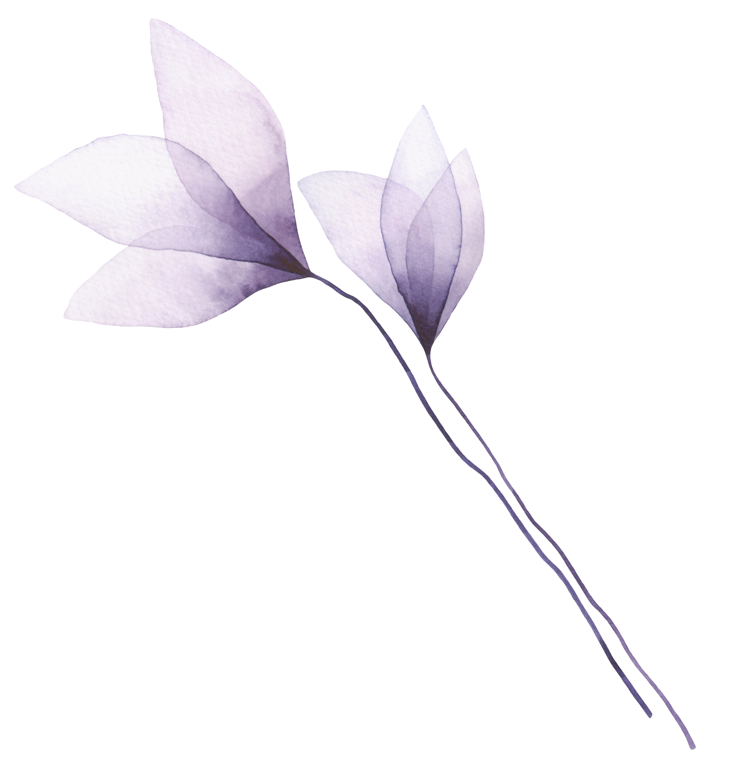 محمد